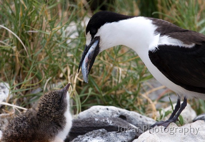 Lord Howe Island_20061209_150.jpg